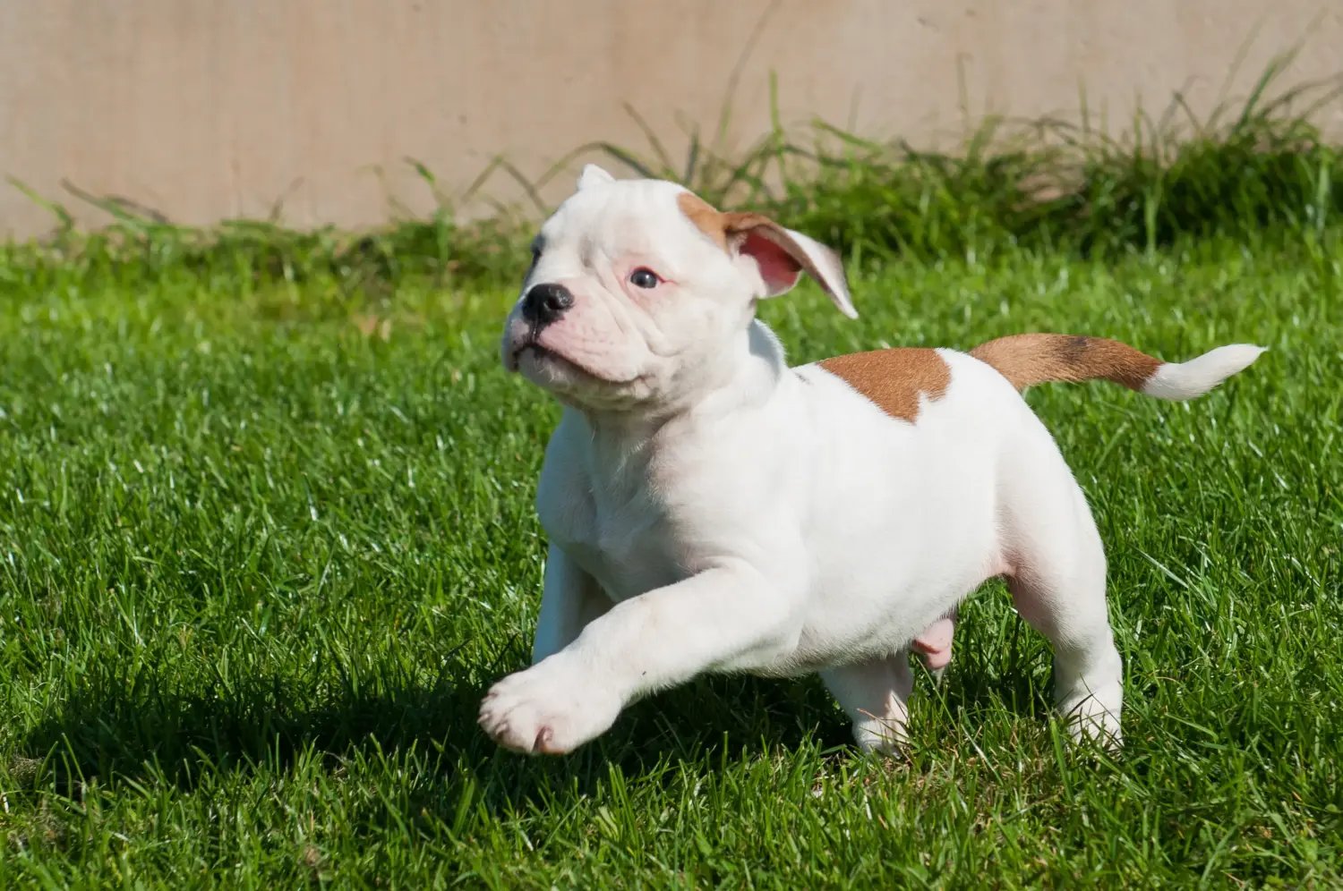 Amerikai bulldog kölyökkutya vásárlása felelősségvállalást jelent! Amerikai bulldog kiskutyák vásárlása.