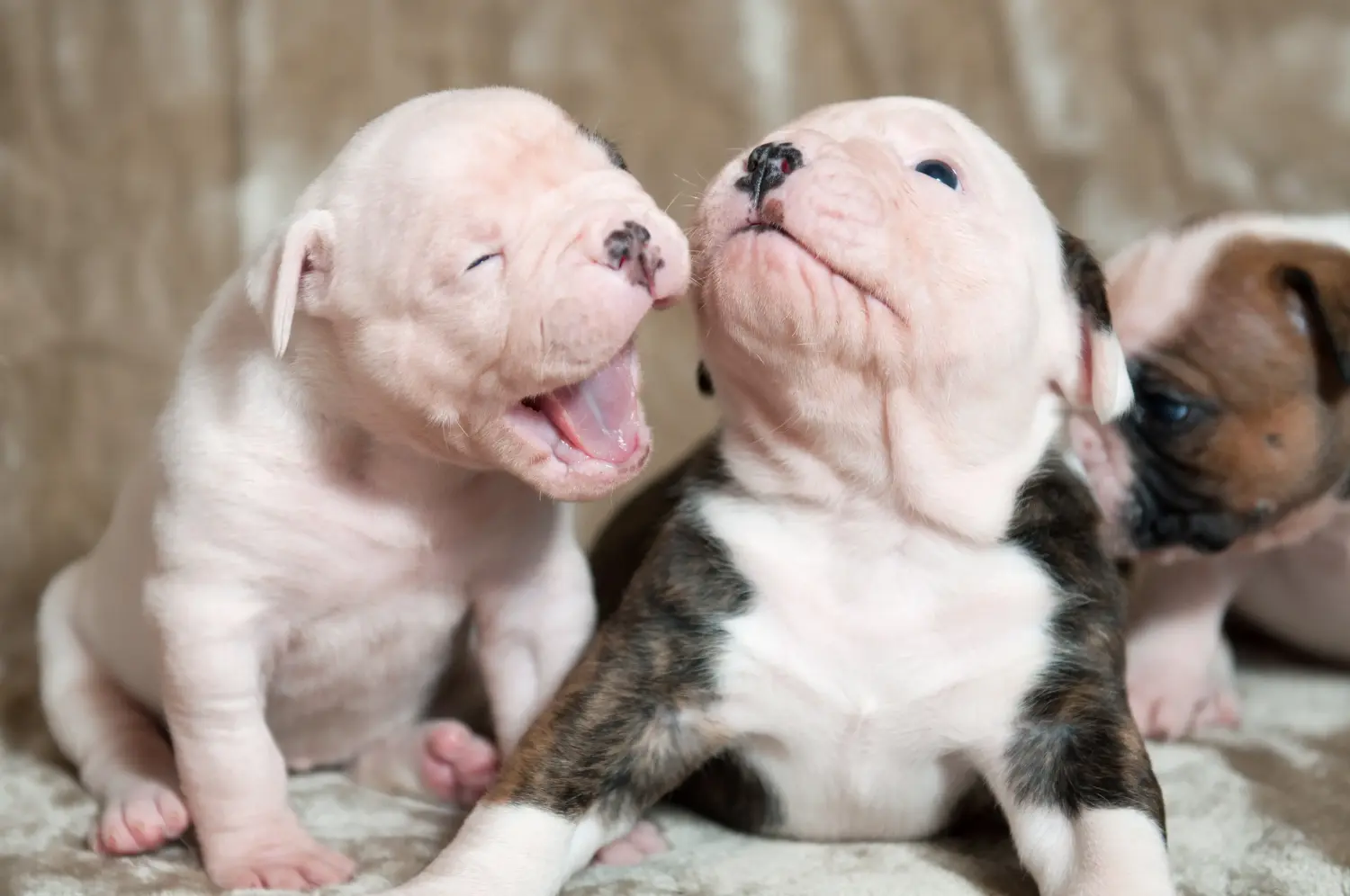Amerikai bulldog kölyökkutya vásárlása felelősségvállalást jelent! Amerikai bulldog kiskutyák vásárlása.