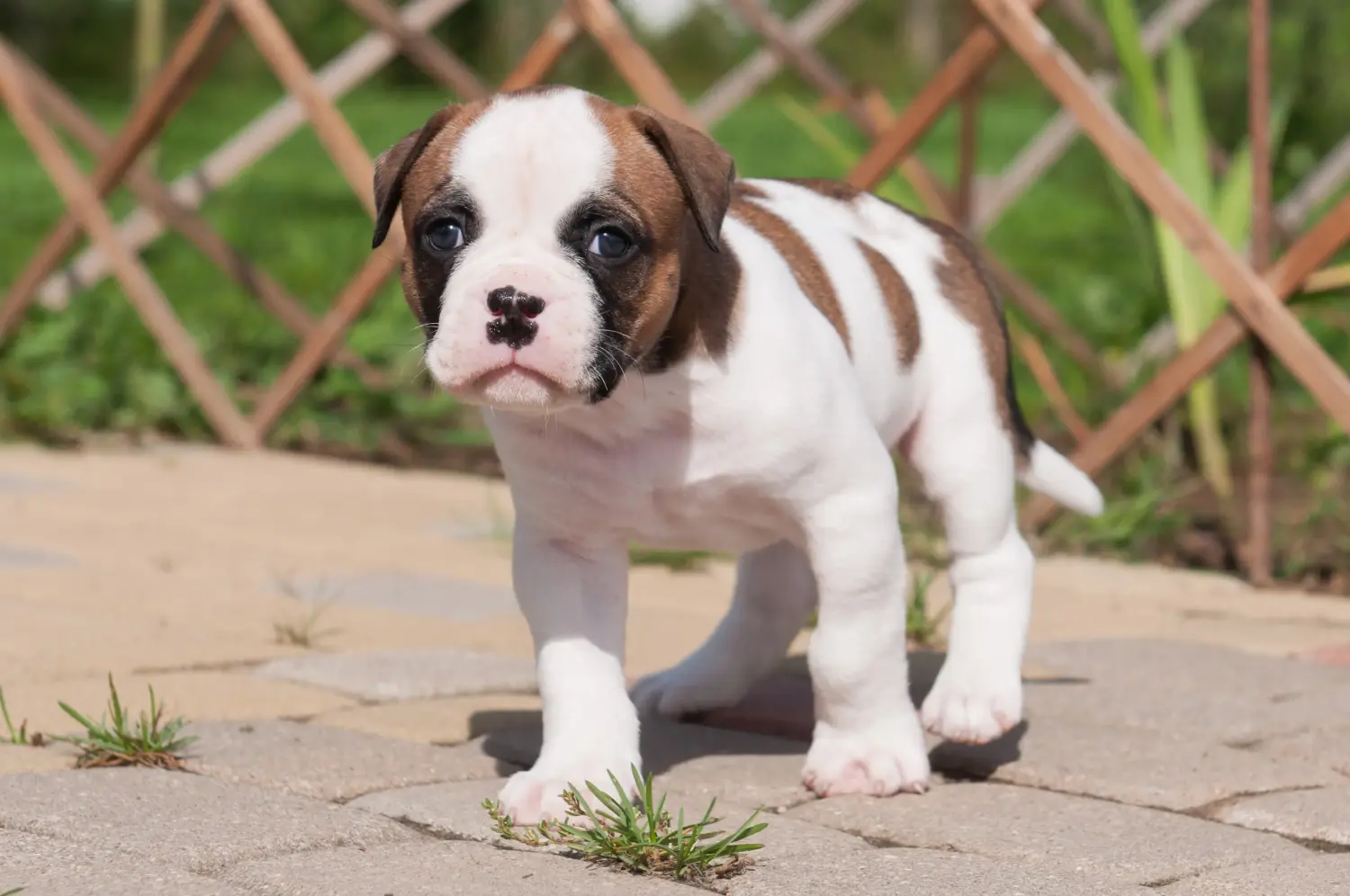 Amerikai bulldog kölyökkutya vásárlása felelősségvállalást jelent! Amerikai bulldog kiskutyák vásárlása.
