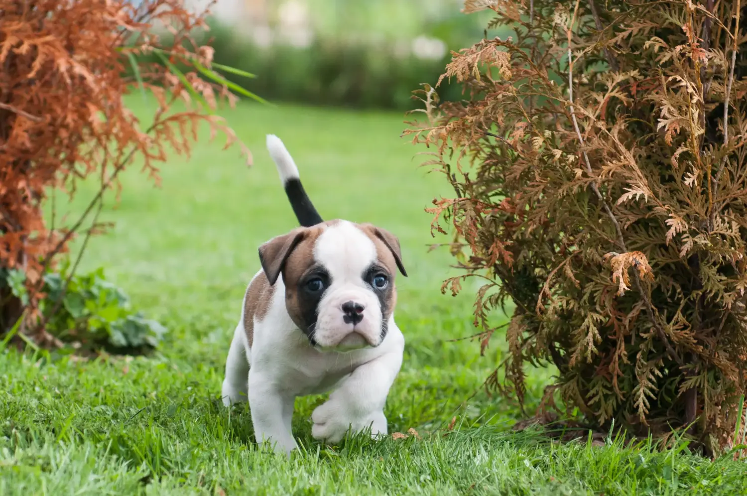 Amerikai bulldog kölyökkutya vásárlása felelősségvállalást jelent! Amerikai bulldog kiskutyák vásárlása.