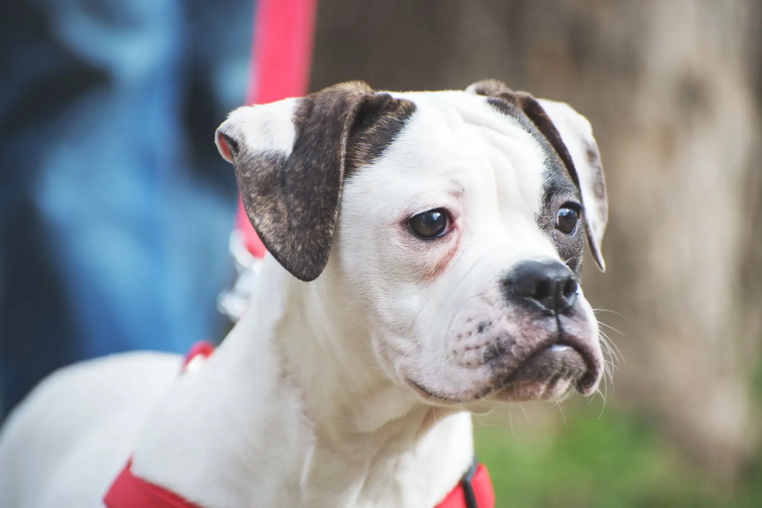 Amerikai bulldog kölyökkutya vásárlása felelősségvállalást jelent! Amerikai bulldog kiskutyák vásárlása.