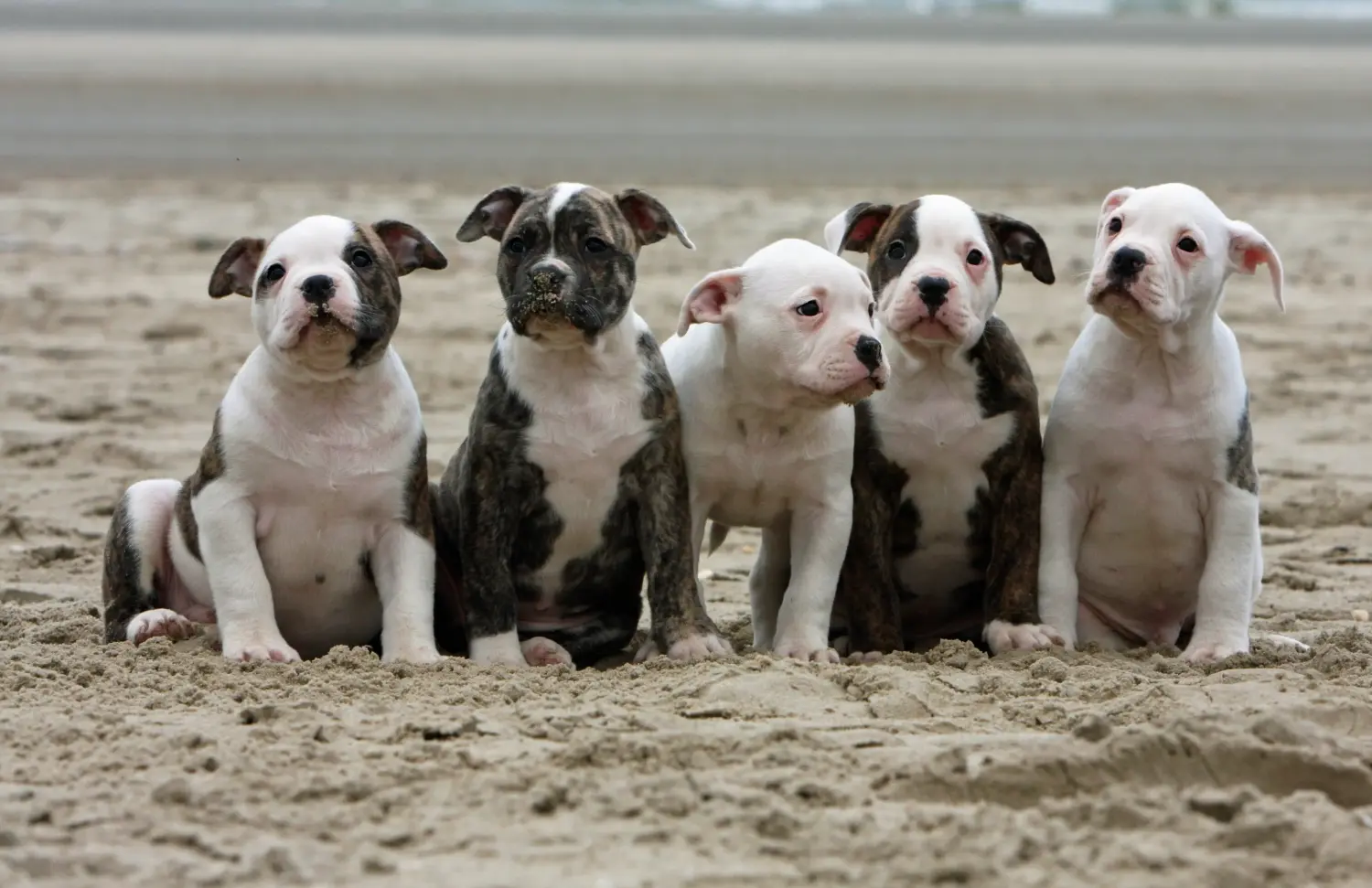 Amerikai bulldog kölyökkutya vásárlása felelősségvállalást jelent! Amerikai bulldog kiskutyák vásárlása.