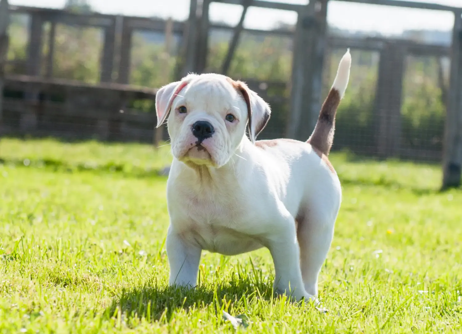 Amerikai bulldog kölyökkutya vásárlása felelősségvállalást jelent! Amerikai bulldog kiskutyák vásárlása.