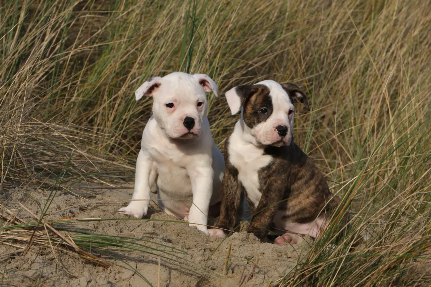 Amerikai bulldog kölyökkutya vásárlása felelősségvállalást jelent! Amerikai bulldog kiskutyák vásárlása.