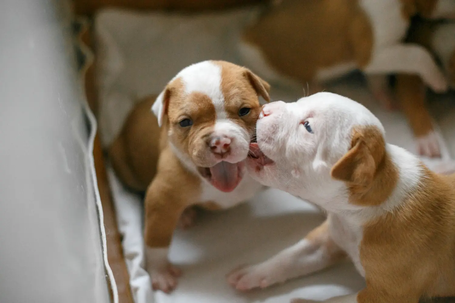 Amerikai bulldog kölyökkutya vásárlása felelősségvállalást jelent! Amerikai bulldog kiskutyák vásárlása.
