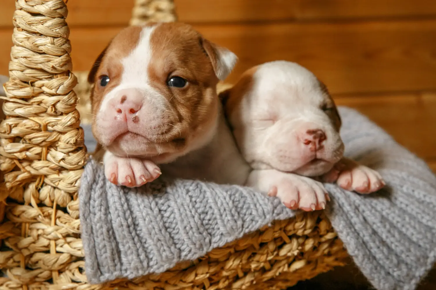 Amerikai bulldog kölyökkutya vásárlása felelősségvállalást jelent! Amerikai bulldog kiskutyák vásárlása.