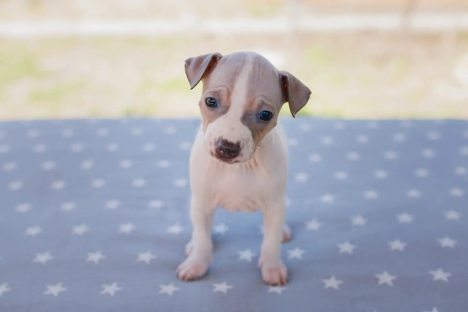 Amerikai szőrtelen terrier kölyökkutya vásárlása felelősségvállalást jelent! Amerikai szőrtelen terrier kiskutyák vásárlása.