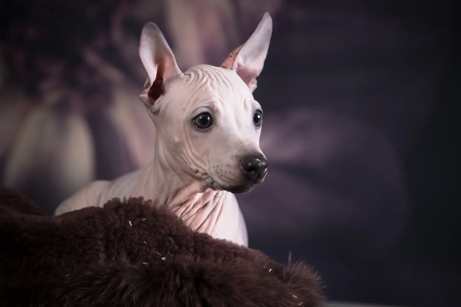 Amerikai szőrtelen terrier kölyökkutya vásárlása felelősségvállalást jelent! Amerikai szőrtelen terrier kiskutyák vásárlása.