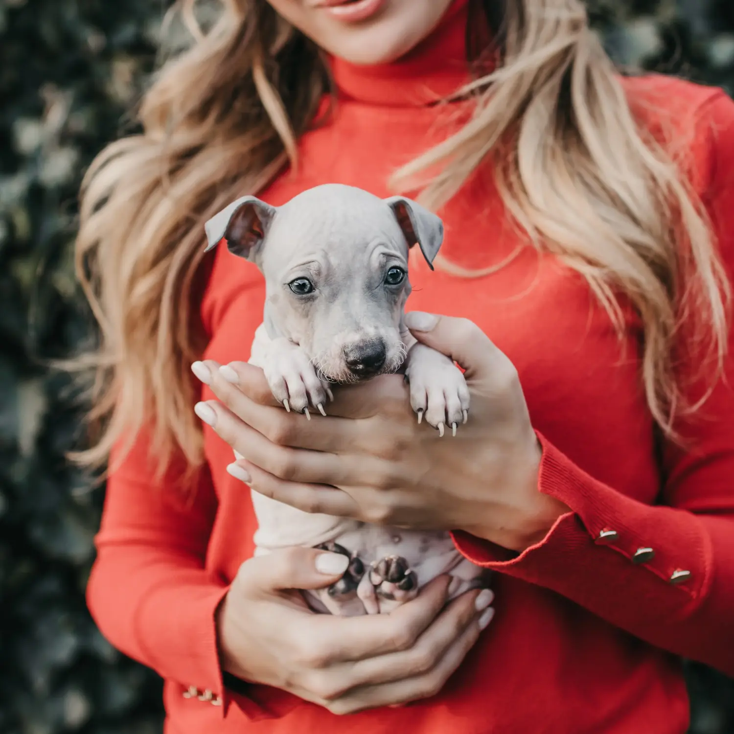 Amerikai szőrtelen terrier kölyökkutya vásárlása felelősségvállalást jelent! Amerikai szőrtelen terrier kiskutyák vásárlása.