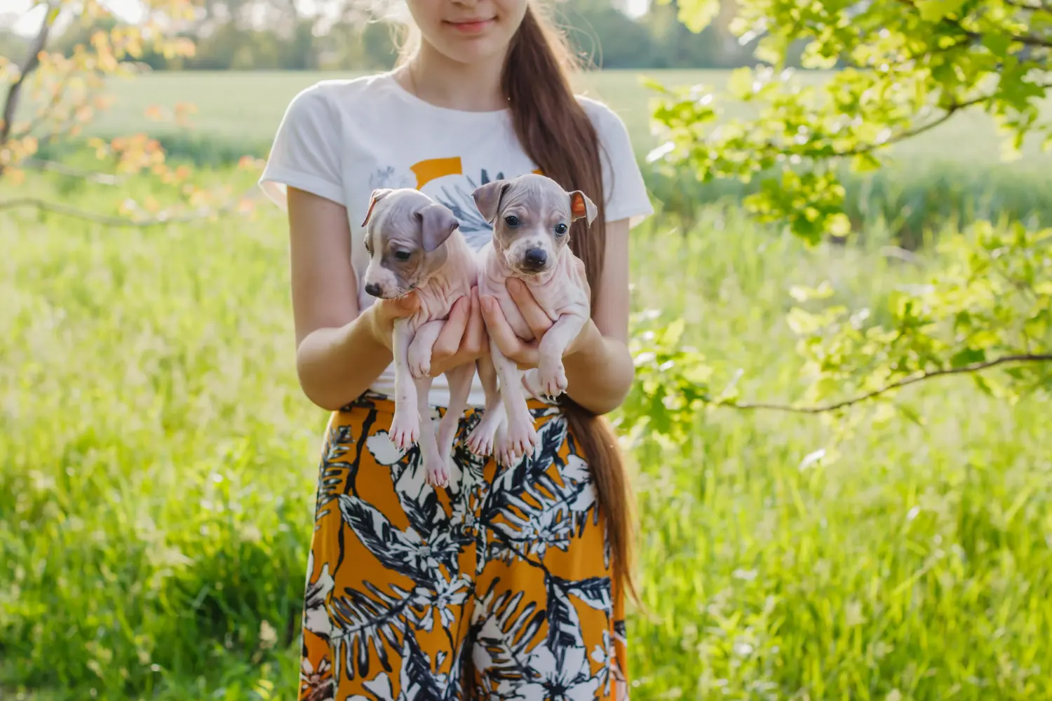 Amerikai szőrtelen terrier kölyökkutya vásárlása felelősségvállalást jelent! Amerikai szőrtelen terrier kiskutyák vásárlása.