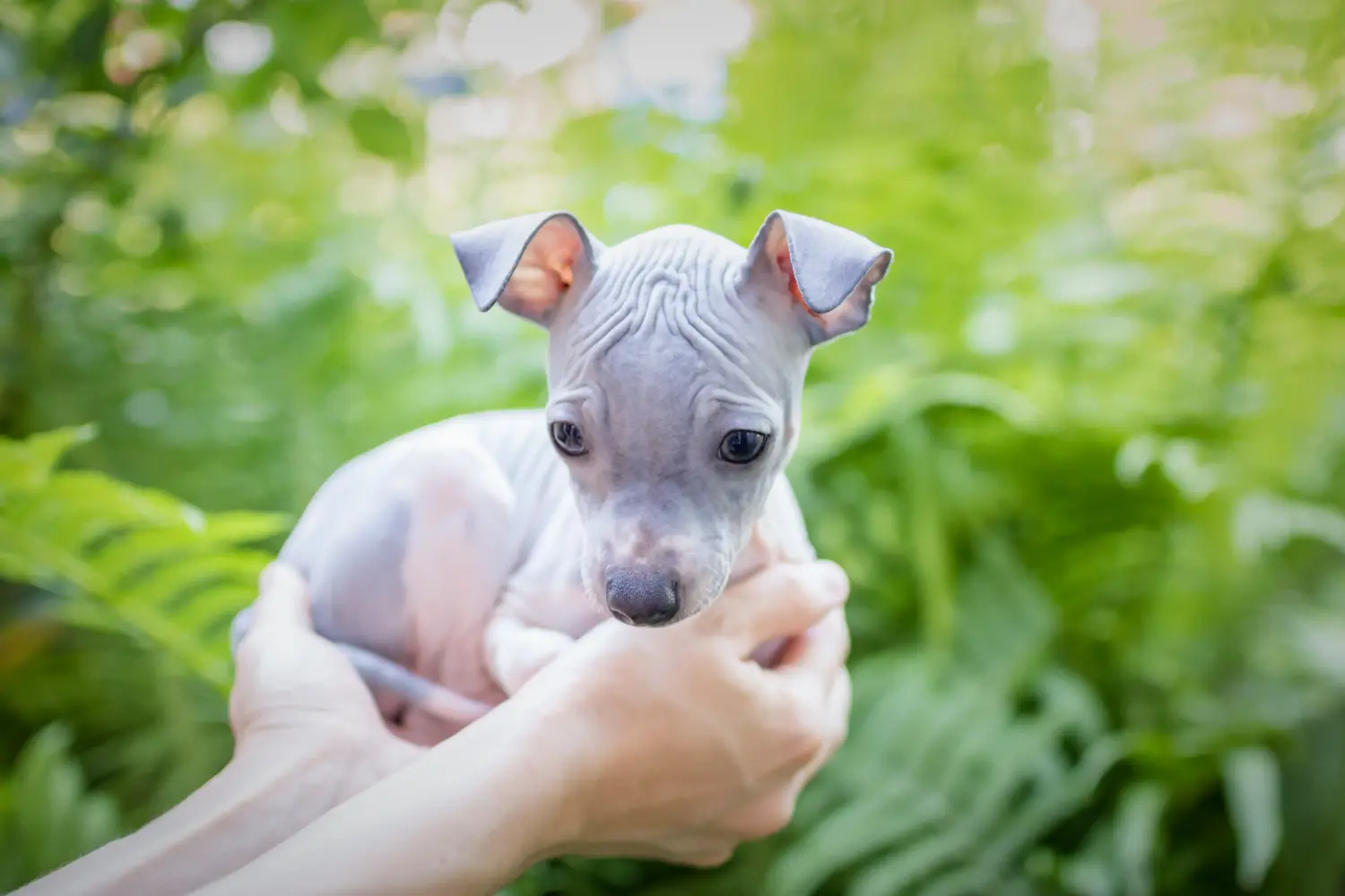 Amerikai szőrtelen terrier kölyökkutya vásárlása felelősségvállalást jelent! Amerikai szőrtelen terrier kiskutyák vásárlása.