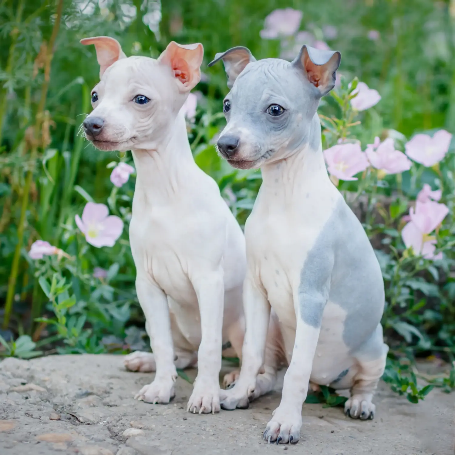 Amerikai szőrtelen terrier kölyökkutya vásárlása felelősségvállalást jelent! Amerikai szőrtelen terrier kiskutyák vásárlása.