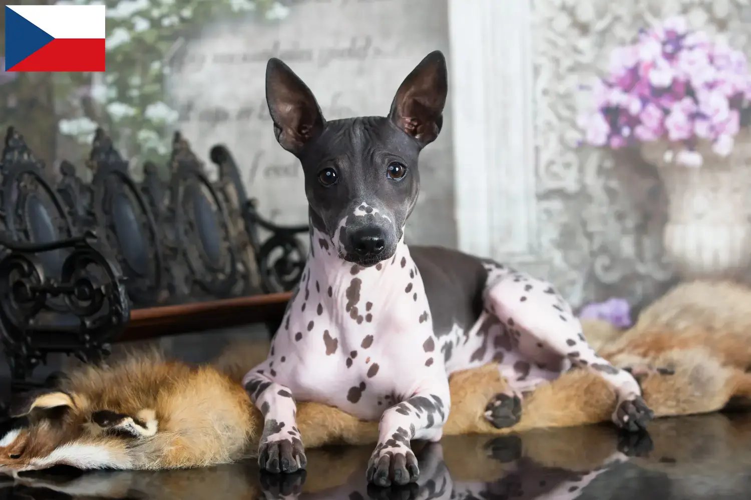 Amerikai szőrtelen terrier kölykök és tenyésztők Csehország Keress American Hairless Terrier tenyésztőket Csehországban.