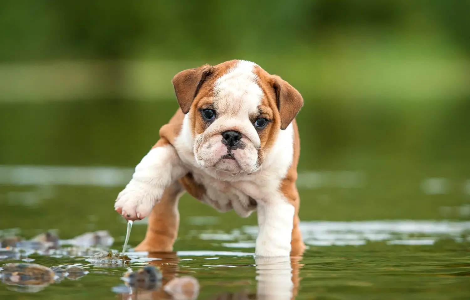 Angol bulldog kölyökkutya vásárlása felelősségvállalást jelent! Vásároljon angol bulldog kölyökkutyákat.