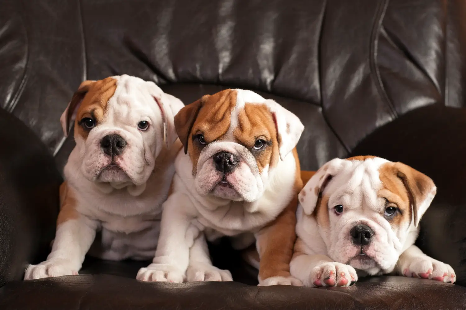 Angol bulldog kölyökkutya vásárlása felelősségvállalást jelent! Vásároljon angol bulldog kölyökkutyákat.