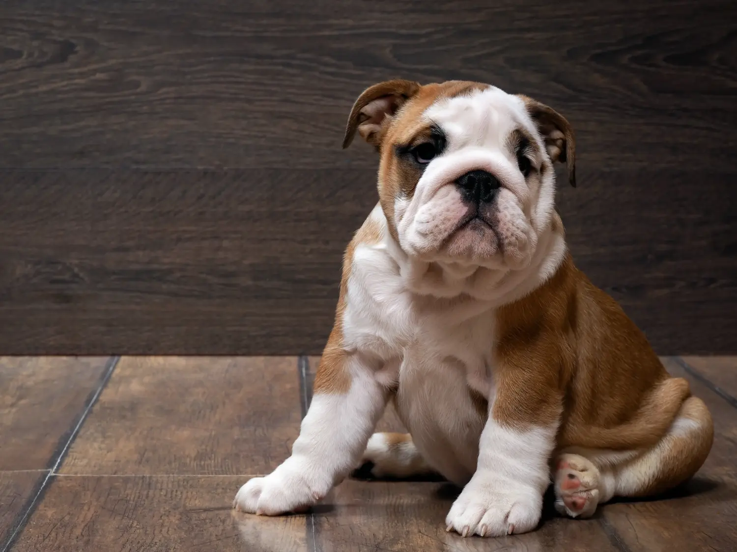 Angol bulldog kölyökkutya vásárlása felelősségvállalást jelent! Vásároljon angol bulldog kölyökkutyákat.