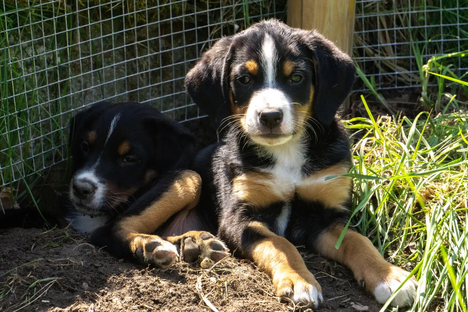 Appenzeller hegyikutya kölyökkutyát vásárolni felelősségvállalást jelent! Vásároljon Appenzell hegyikutya kölyköket.