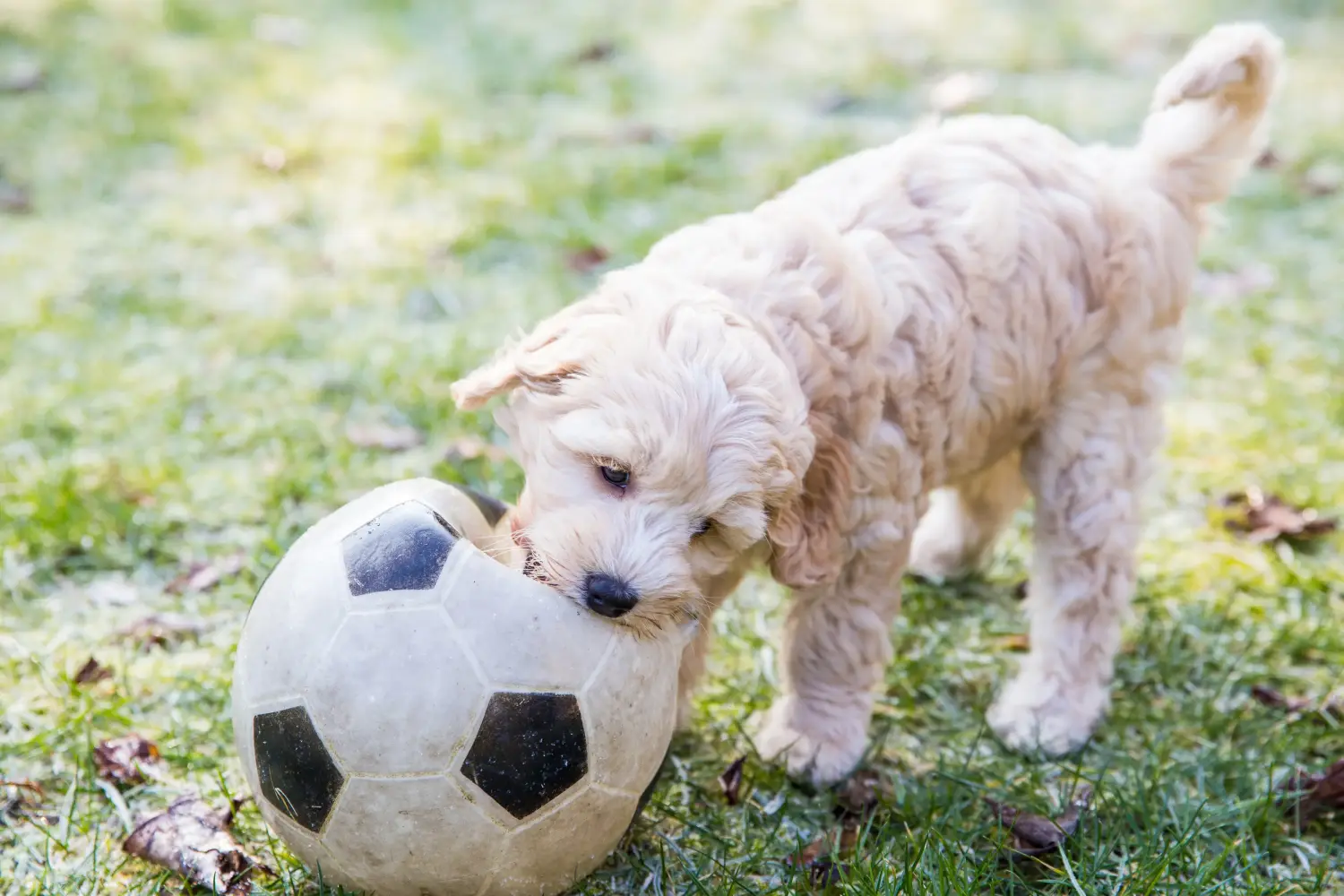 Egy ausztrál labrador kölyökkutya megvásárlása felelősségvállalást jelent! Vásároljon ausztrál labrador kutyakölyköket.