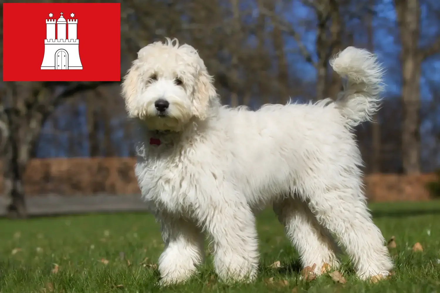 Ausztrál Labradoodle kölyökkutyák és tenyésztők Hamburg Itt találsz ausztrál labradudli tenyésztőket Hamburgban.
