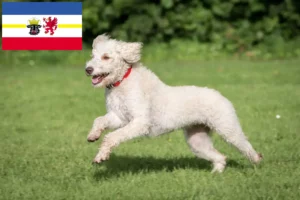 Read more about the article Ausztrál labradoodle tenyésztők és kiskutyák Mecklenburg-Vorpommern területén