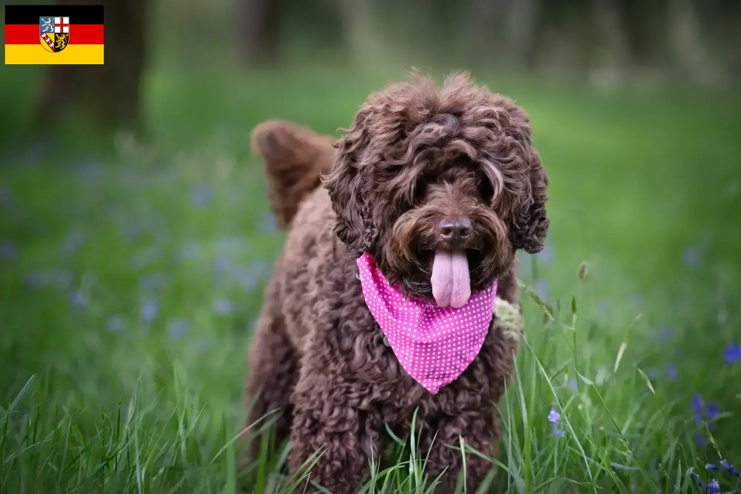 Read more about the article Ausztrál labradoodle tenyésztők és kölyökkutyák Saar-vidéken