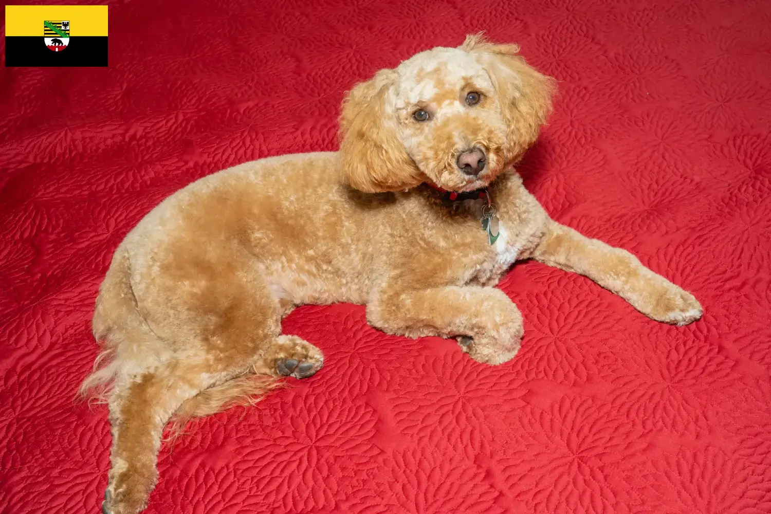 Read more about the article Ausztrál labradoodle tenyésztők és kölykök Szász-Anhaltban
