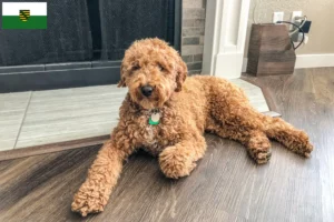 Read more about the article Ausztrál labradoodle tenyésztők és kölykök Szászországban