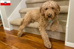 Read more about the article Ausztrál labradoodle tenyésztők és kölyökkutyák Thüringiában
