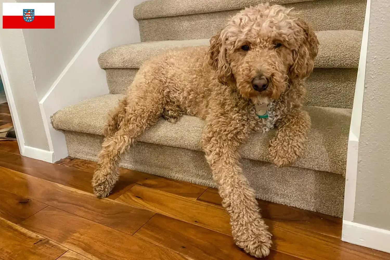 Read more about the article Ausztrál labradoodle tenyésztők és kölyökkutyák Thüringiában