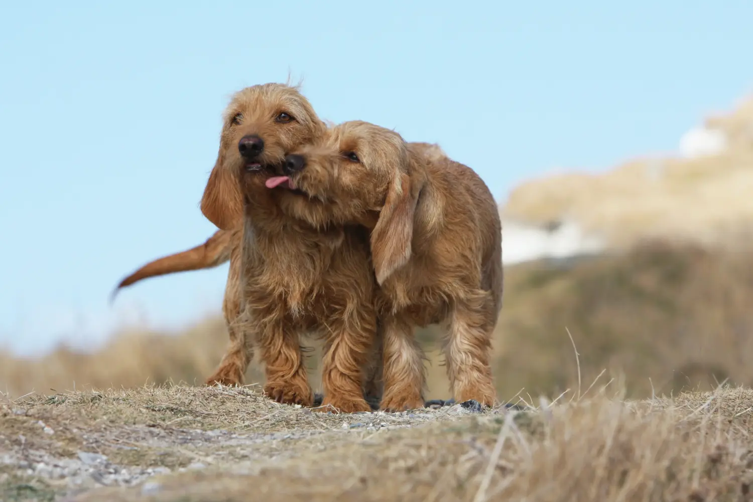 Egy Basset fauve de Bretagne kiskutya megvásárlása felelősségvállalást jelent! Basset fauve de Bretagne kiskutyák eladó.