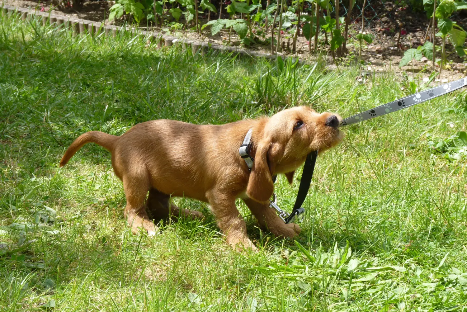 Egy Basset fauve de Bretagne kiskutya megvásárlása felelősségvállalást jelent! Basset fauve de Bretagne kiskutyák eladó.