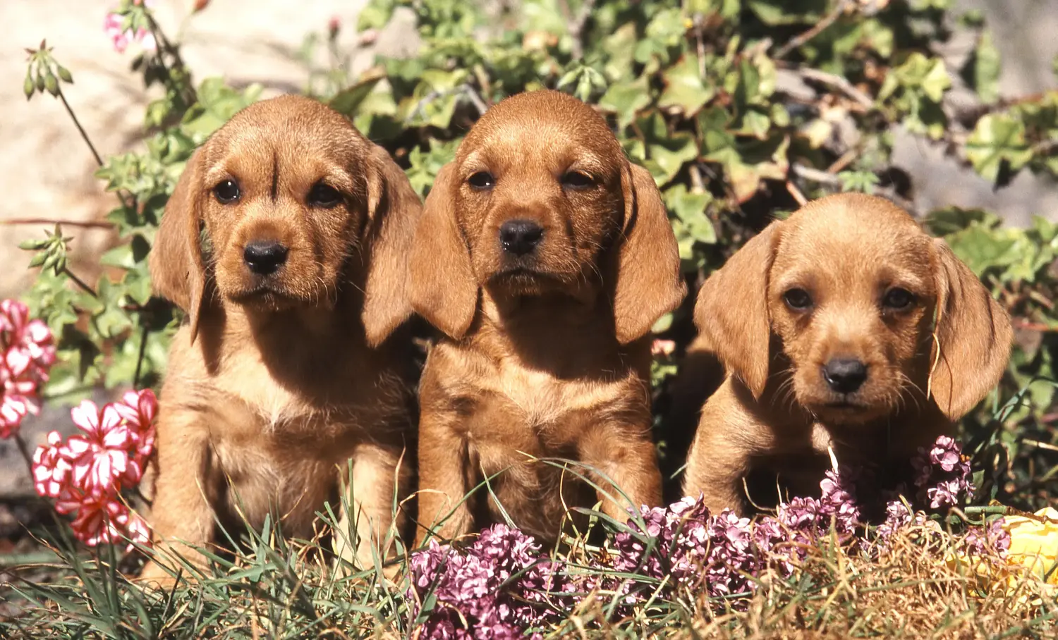 Egy Basset fauve de Bretagne kiskutya megvásárlása felelősségvállalást jelent! Basset fauve de Bretagne kiskutyák eladó.