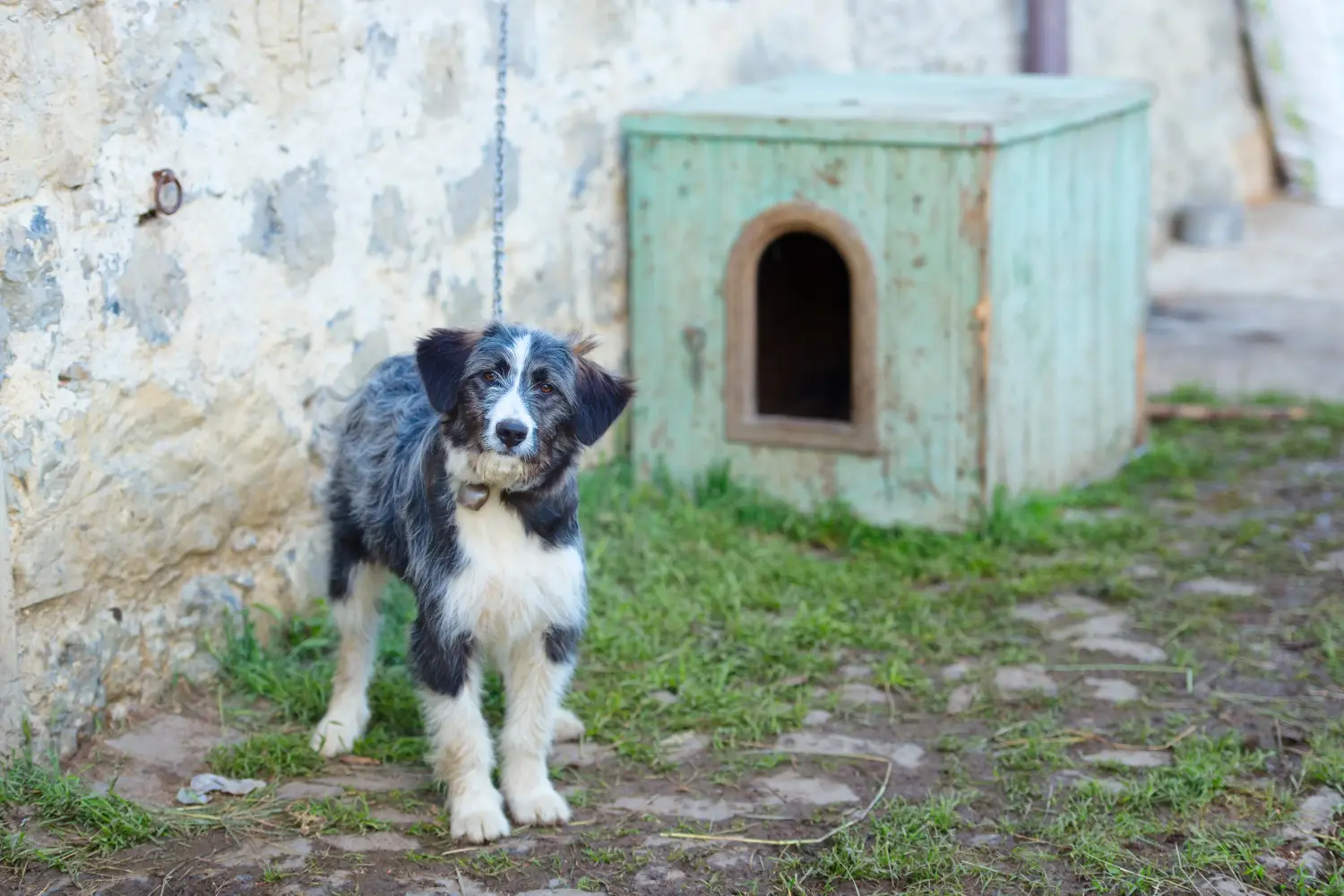 Bergamasco pásztorkutyakölyök vásárlása felelősségvállalást jelent! Vásároljon Bergamasco pásztorkutyakölyköket.