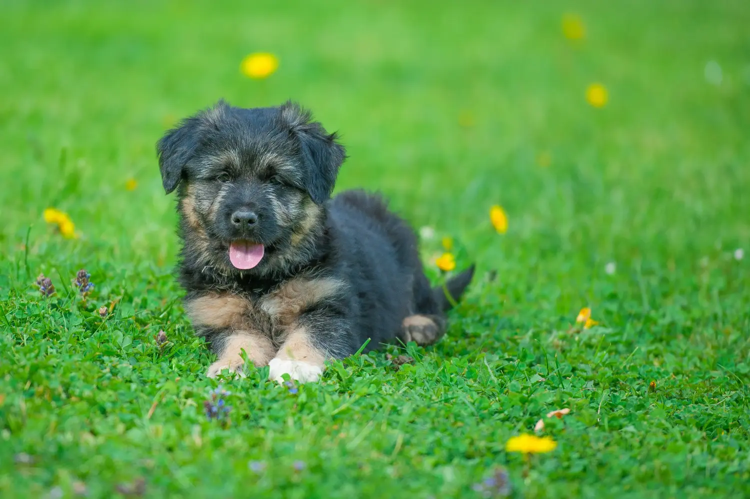 Bergamasco pásztorkutyakölyök vásárlása felelősségvállalást jelent! Vásároljon Bergamasco pásztorkutyakölyköket.