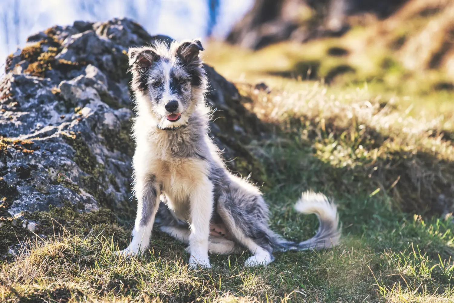 Bergamasco pásztorkutyakölyök vásárlása felelősségvállalást jelent! Vásároljon Bergamasco pásztorkutyakölyköket.