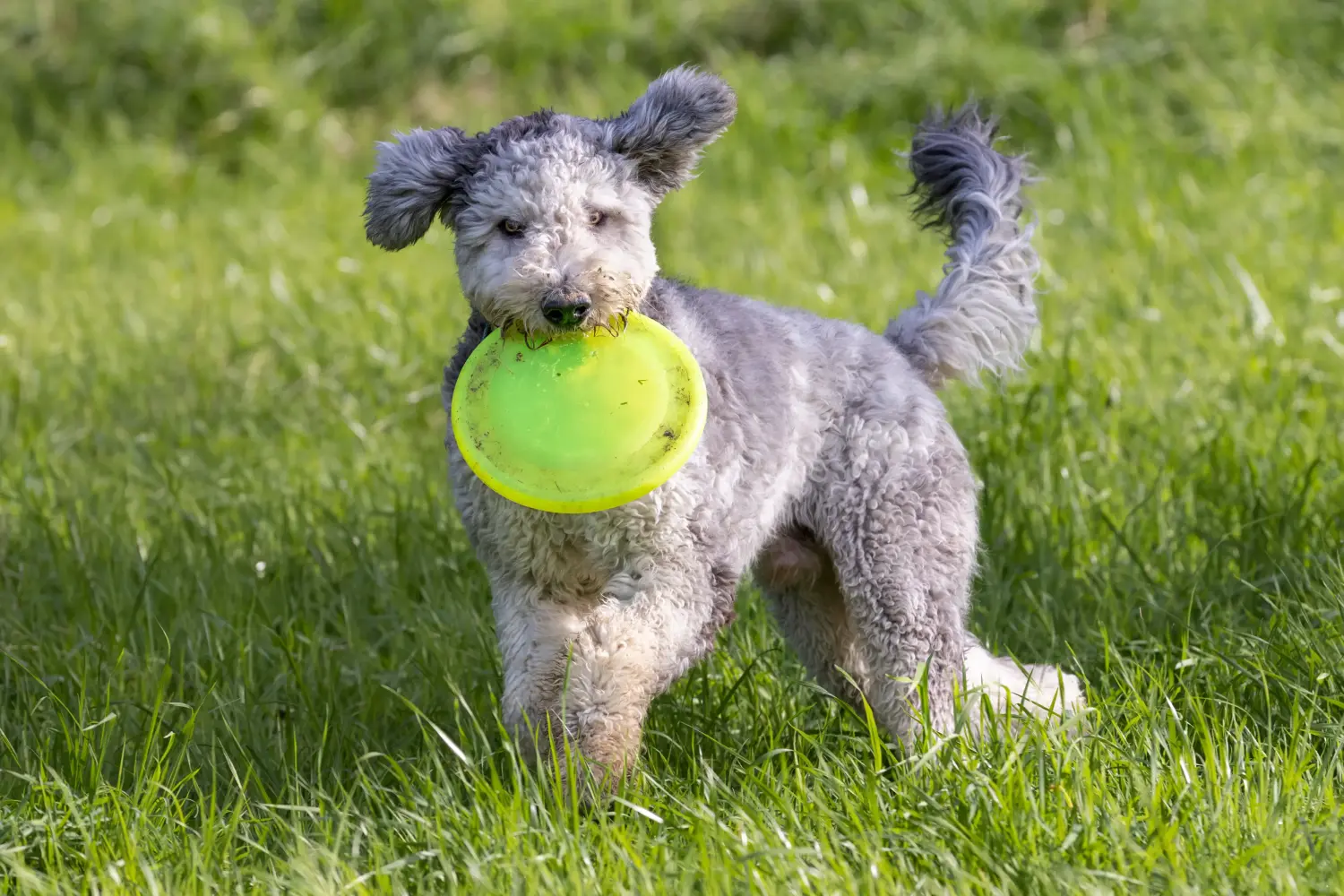 Bergamasco pásztorkutyakölyök vásárlása felelősségvállalást jelent! Vásároljon Bergamasco pásztorkutyakölyköket.