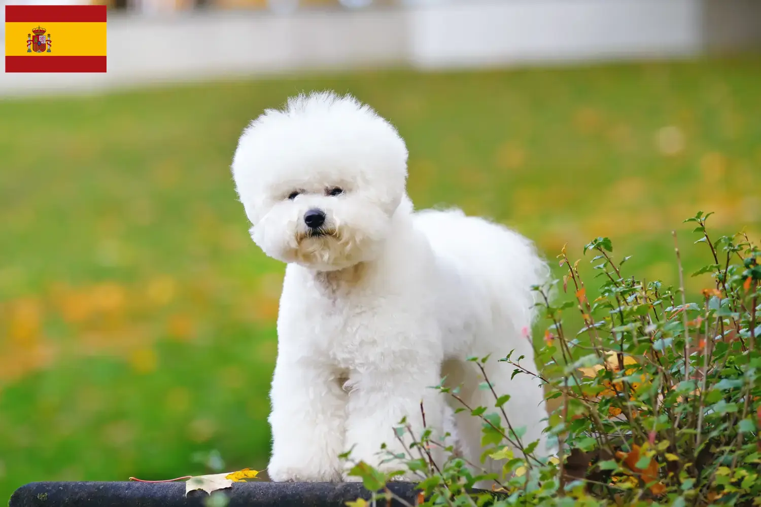 Bichon Frisé kiskutyák és tenyésztők Spanyolország Spanyolországi Bichon Frisé tenyésztőket itt találsz.