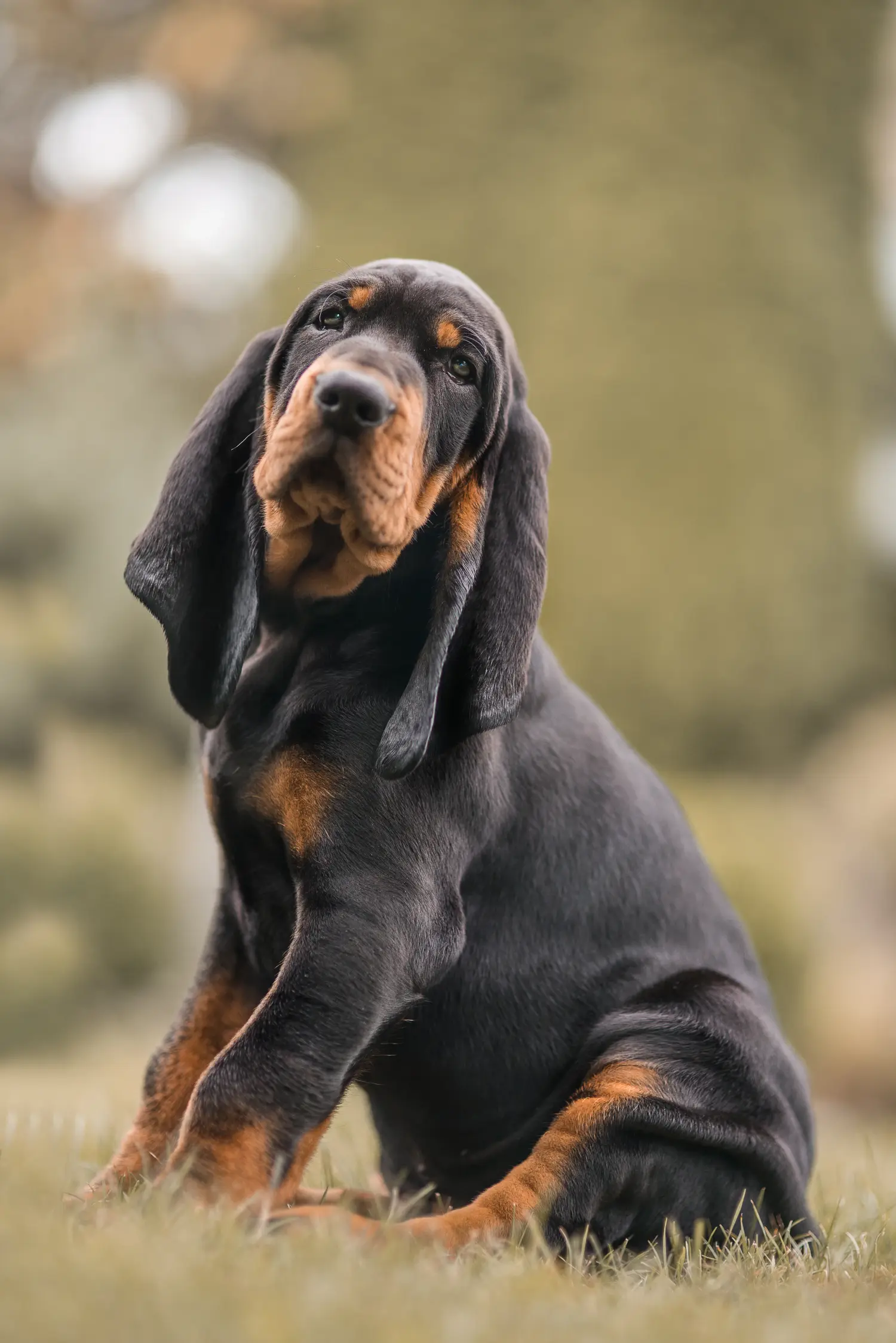 Egy Black and Tan Coonhound kölyökkutya megvásárlása felelősségvállalást jelent! Vásároljon Black and Tan Coonhound kiskutyákat.