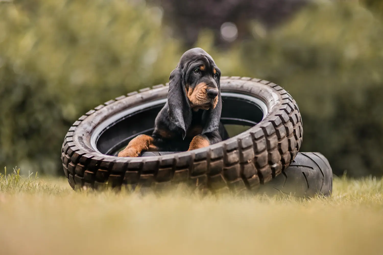 Egy Black and Tan Coonhound kölyökkutya megvásárlása felelősségvállalást jelent! Vásároljon Black and Tan Coonhound kiskutyákat.