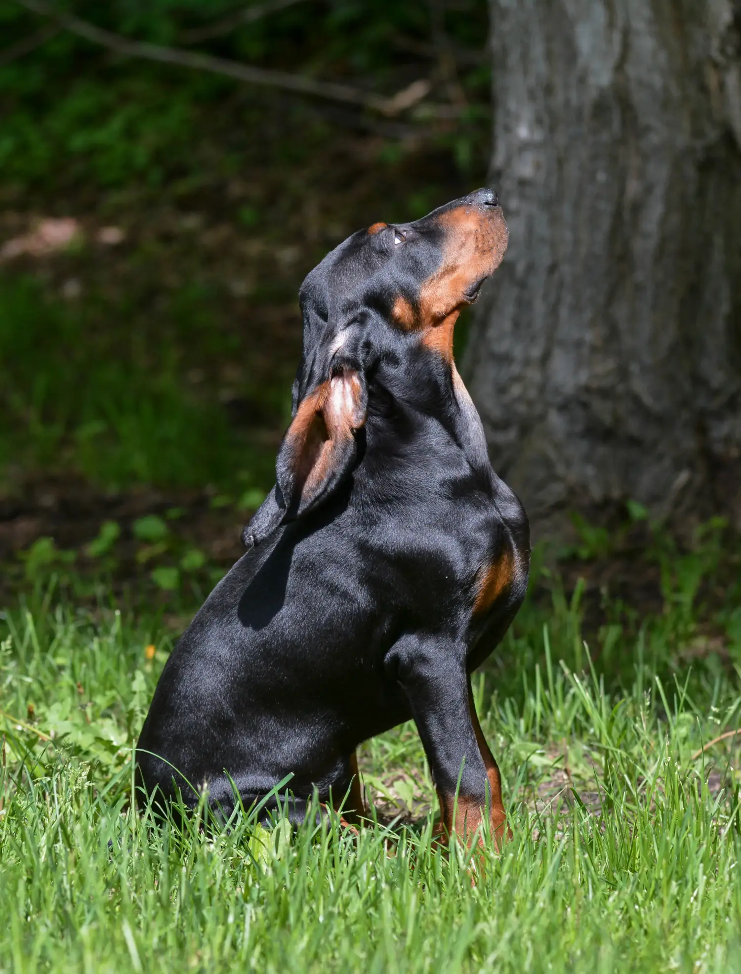 Egy Black and Tan Coonhound kölyökkutya megvásárlása felelősségvállalást jelent! Vásároljon Black and Tan Coonhound kiskutyákat.