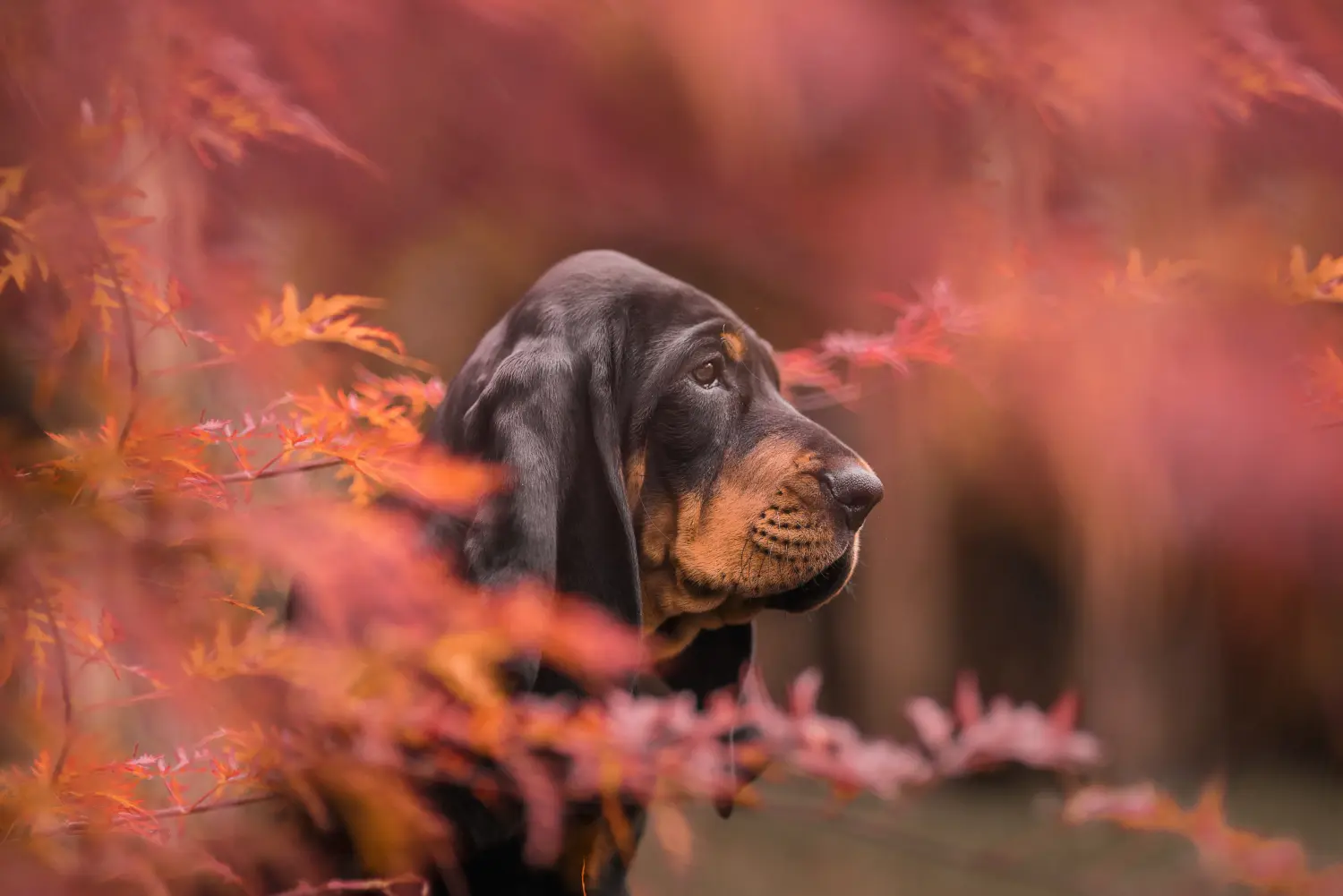 Egy Black and Tan Coonhound kölyökkutya megvásárlása felelősségvállalást jelent! Vásároljon Black and Tan Coonhound kiskutyákat.