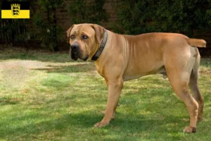 Read more about the article Boerboel tenyésztők és kölykök Baden-Württembergben