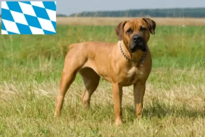 Read more about the article Boerboel tenyésztők és kölykök Bajorországban