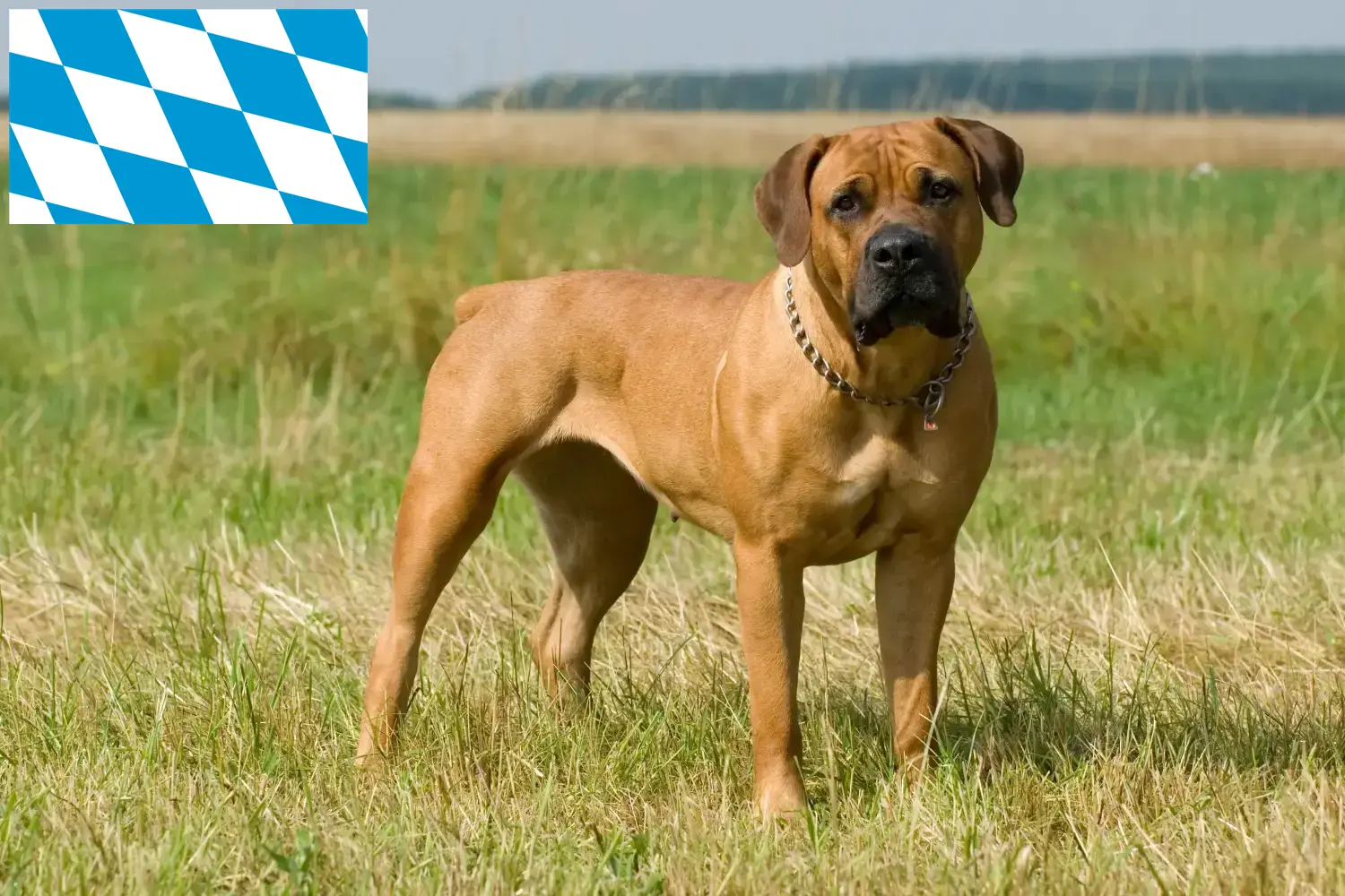 Read more about the article Boerboel tenyésztők és kölykök Bajorországban