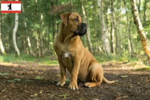 Read more about the article Boerboel tenyésztők és kölykök Berlinben