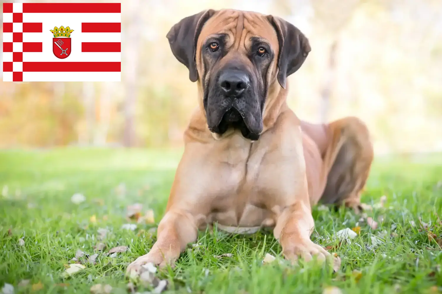 Boerboel kiskutyák és tenyésztők Bremen Itt megtalálhatja a brémai berboel tenyésztőket.