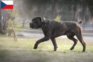 Read more about the article Boerboel tenyésztők és kölykök Csehországban