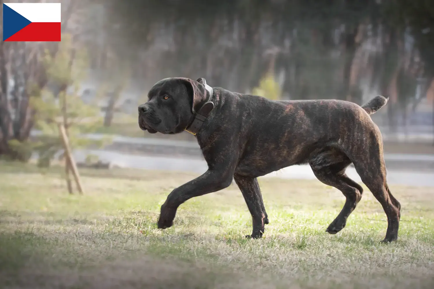 Boerboel kiskutyák és tenyésztők Csehország Itt talál berboel tenyésztőket Csehországban.