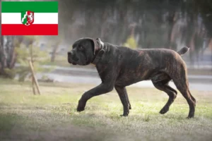 Read more about the article Boerboel tenyésztők és kiskutyák Észak-Rajna-Vesztfália területén