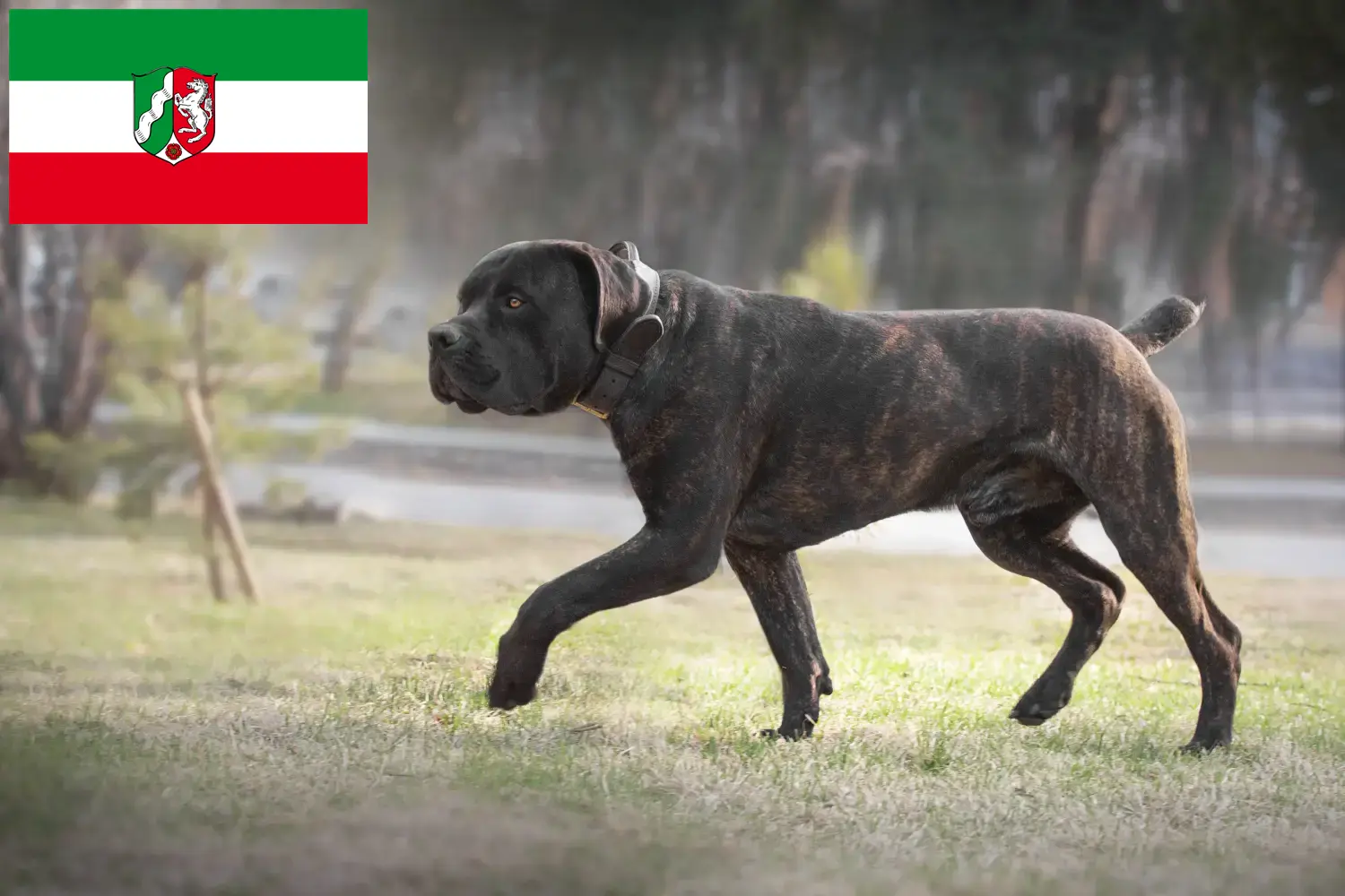 Read more about the article Boerboel tenyésztők és kiskutyák Észak-Rajna-Vesztfália területén